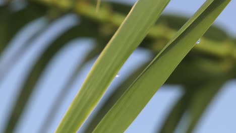 Green-bamboo-plant-focus-pull-to-leaves-with-dew-drops