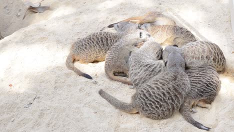 A-mob-of-meerkats-huddled-together-in-the-sun-on-the-sand