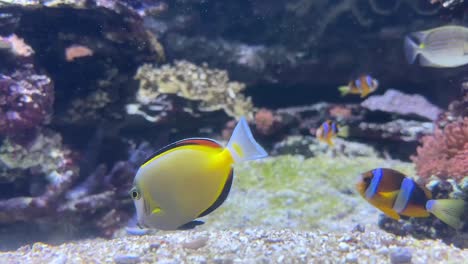 Coral-Reef-Exhibit-At-The-Aquarium-Of-The-Pacific-In-Long-Beach,-California