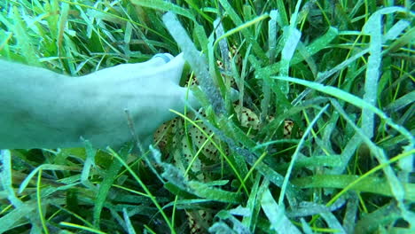 Grabbing-a-starfish,-Culebra-Puerto-Rico