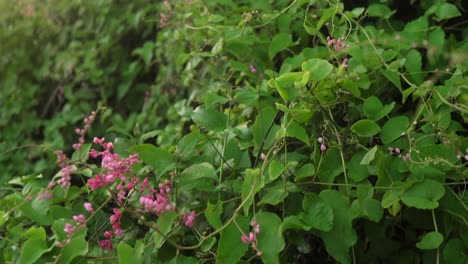 üppige-Grüne-Reben-Mit-Rosa-Blüten-Wachsen-In-Einem-Garten,-Weiches-Sonnenlicht-Fällt-Durch