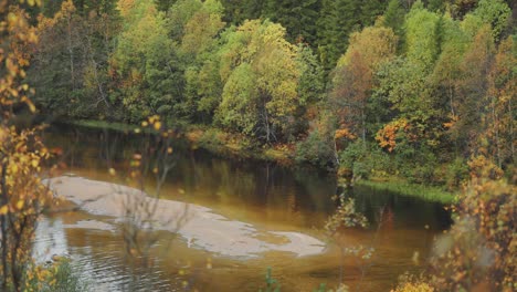 From-above,-a-shallow-river-meanders-through-the-vibrant-hues-of-the-autumn-forest,-its-sandy-bottom-visible-beneath-the-clear-water,-creating-a-captivating-aerial-perspective-of-natural-beauty