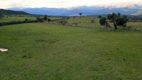 Vuelo-Lateral-Con-Un-Drone-Sobre-Unas-Praderas-Verdes-Con-Muros-De-Piedra-Y-árboles-Sin-Hojas-En-Medio-Del-Fondo-Tenemos-Unas-Montañas-Dando-El-Sol-En-La-Hora-Dorada-De-La-Tarde.