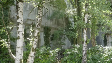 Inside-a-forest-of-Aix-les-Bains-french-alpine-environment,-trees-closeup