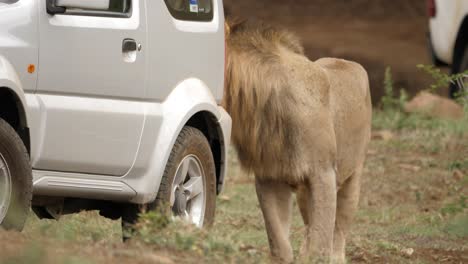 Curious-male-lion-walks-up-to-the-back-of-a-safari-vehicle,-front-view