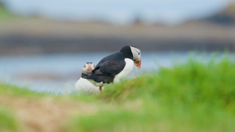 A-puffin-on-Lunga-Island-in-Scotland-with-a-colorful-beak-stands-on-green-grass-near-the-shore