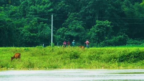 Rural-Farmers-and-Cow-Cattle-at-Riverside,-Bangladesh,-Forest-Background