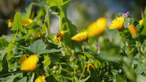 Slow-motion-bee-collecting-pollen-from-yellow-springtime-flowers