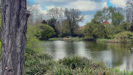 A-pond-in-Kungsparken,-Malmo,-with-lush-greenery,-a-tree-in-the-foreground,-and-two-ducks-swimming-peacefully-in-the-water