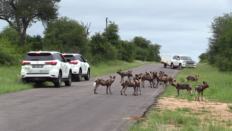 Großes-Rudel-Afrikanischer-Wildhunde-Verursacht-Stau-Auf-Der-Straße-In-Südafrika