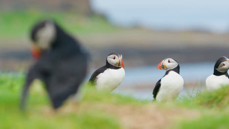 Puffins-on-Lunga-Island-in-Scotland-captured-in-their-natural-habitat,-some-out-of-focus