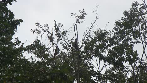 Bats-Hanging-Upside-Down-Grooming-and-Moving-Australia-Gippsland-Victoria-Maffra-Daytime