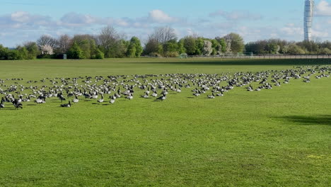 Canadian-geese-gather-at-Potatisåkern-in-Malmö,-framed-by-trees-and-the-iconic-Turning-Torso-against-the-sky-in-the-Background