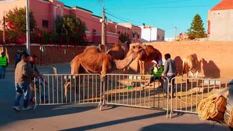 Impactantes-Imágenes-De-Maltrato-Animal-Y-En-Concreto-De-Dromedarios-Por-Parte-De-Sus-Cuidadores-Para-Llevarlos-A-Un-Recinto-Cerrado-Para-Su-Venta