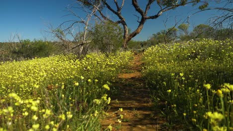 Following-a-narrow-trail-through-carpet-of-native-yellow-wildflowers,-Western-Australia