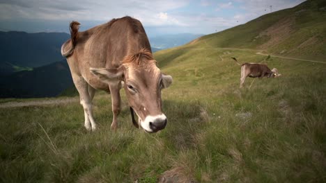 Eine-Große-Kuh-Steht-Auf-Der-Grünen-Wiese-Und-Frisst-Gras-Unter-Einem-Bewölkten-Himmel-In-Japan---Nahaufnahme