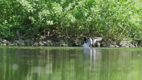 Reiherente-Schlägt-In-Zeitlupe-Mit-Den-Flügeln-Im-Wasser