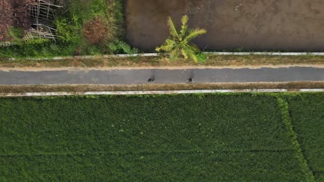 Vista-Aérea,-Corriendo-En-Medio-De-Campos-De-Arroz