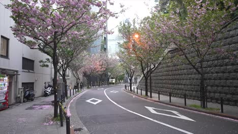 Calle-Akasuka-Con-árboles-De-Cereso,-Sakura,-Flores-De-Cerezo-Japonés,-Flor-De-Cerezo-Rosa,-Flores