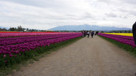 Cámara-Lenta-De-Campos-De-Tulipanes-Y-Familias-Disfrutando-De-Un-Día-De-Primavera