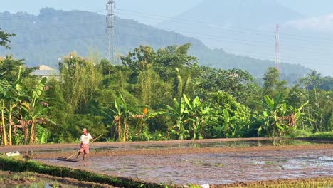 El-Granjero-Tradicional-Está-Trabajando-En-El-Campo-De-Arroz