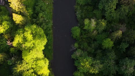 Vista-Panorámica-De-Pájaro-Sobre-El-Río-Salmon-Cedar-Y-El-Verde-Y-Exuberante-Bosque-Siempre-Verde-En-El-Estado-De-Washington