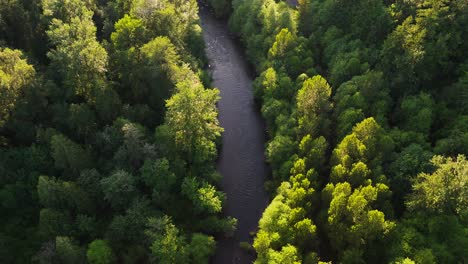 Gorgeous-Scenic-Aerial-shot-flying-over-Salmon-Cedar-River-in-dense-evergreen-forest-in-Washington-State