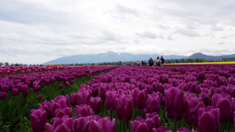 Die-Tulpenfarm-Mit-Den-Leuchtend-Violetten-Tulpen-Im-Vordergrund-Ist-Ein-Ort,-Den-Touristenfamilien-Erkunden-Und-Fotografieren-Können.