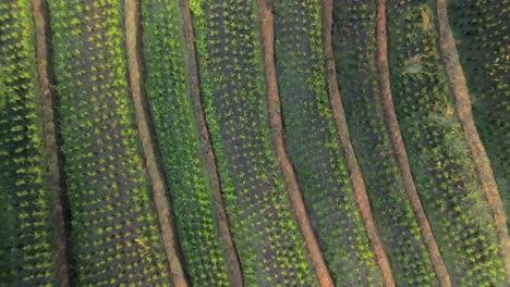 Rice-terracing