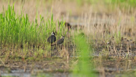 Kievit-bird-standing-in-a-wetland-area-surrounded-by-tall-green-grass