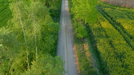 Countryside-gravel-road,-vegetation,-trees,-foliage,-rapeseed-crops,-aerial