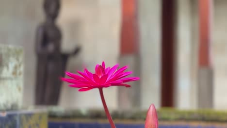 Single-pink-lotus-flower-with-statue-buddha-out-of-focus-in-the-background