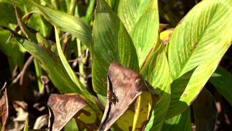 Brown-Hornet-circling-on-a-green-plant-leaf-with-dead-leaves-falling-off