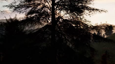 Pine-forest-with-mist-and-mountains-at-the-background,-sunset-time,-3D-animation,-animated-scene,-camera-dolly-up-right