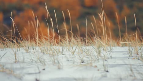 Dry-ears-of-grass-way-in-the-wind-on-the-sandy-beach