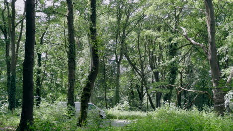 An-idyllic-scene-in-a-dense-woodland-with-trees-in-full-leaf-and-a-small-country-road-running-through-it-as-motor-cars-and-vans-speed-by,-Worcestershire,-England