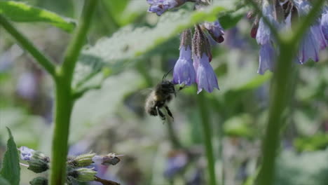 Abejorro-Alimentándose-De-Pequeñas-Flores-Azules-En-Cámara-Lenta