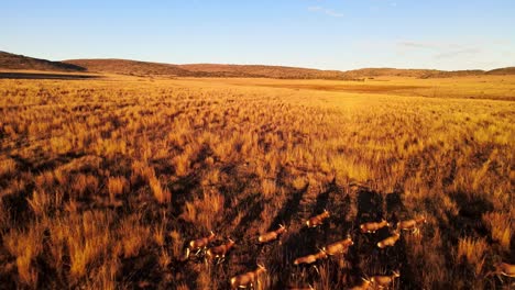 Scenic-view-of-a-herd-of-Antelope-from-above,-in-the-wild-of-Africa,-golden-sunrise-colours---South-Africa