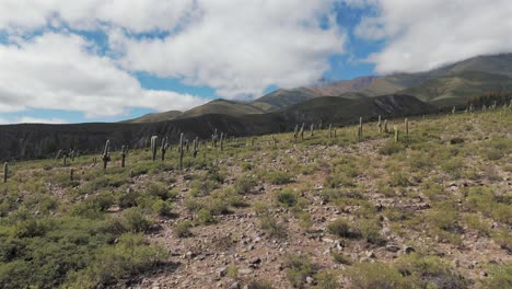 Luftaufnahme-über-Der-Wüstenkaktuslandschaft-In-Den-Bergen-Von-Amaicha-Del-Valle,-Argentinien