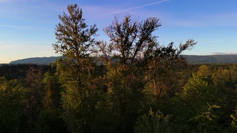 Scenic-aerial-shot-over-tree-revealing-Forest-treetops-and-mountain-range-during-sunset-in-Maple-Valley,-Washington-State