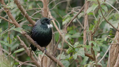 The-Tui-bird