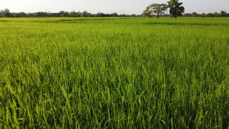 Un-Vuelo-A-Baja-Altitud-Sobre-Una-Impresionante-Plantación-De-Arroz-En-Ayutthaya,-Tailandia,-Que-Muestra-La-Rica-Cultura-Del-Arroz-En-Asia