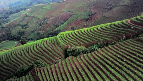 Panyaweuyan-Plantagenterrassen,-Wunderschön-Beleuchtete-Reihen-Landwirtschaftlicher-Nutzpflanzen-Schmiegen-Sich-An-Die-Vulkanischen-Hänge-Der-Indonesischen-Landschaft