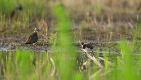 Two-Kievit-birds-in-a-marshy-wetland,-one-flying-and-the-other-wading-in-shallow-water