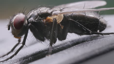 Perfil-Lateral-De-Mosca-Doméstica-En-Macro-Extrema,-Resaltando-Características-Detalladas-Y-Ojos-Compuestos.