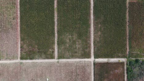 Aerial-drone-shot-of-Torrontés-Riojano-vineyard-farms-in-cafayate-salta-of-Argentina-in-south-america