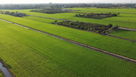 Un-Dron-Avanzando-Sobre-Hermosos-Y-Verdes-Campos-De-Arroz-Listos-Para-La-Cosecha