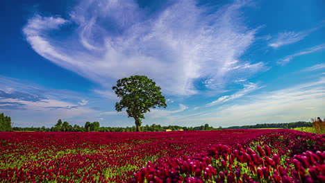 Trifolium-Incarnatum-Con-Un-árbol-Solitario-Durante-El-Día---Lapso-De-Tiempo-De-Movimiento-De-Nubes