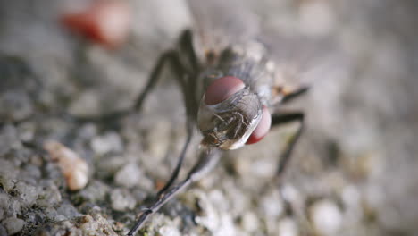 Mosca-Doméstica-Limpiándose,-Macro-De-Vista-Frontal,-Características-Detalladas