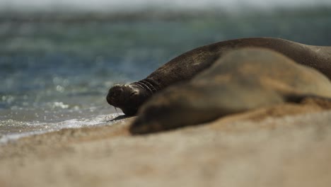 Hawaiianische-Mönchsrobbe-Ruht-Sich-Am-Sandstrand-Aus,-Im-Hintergrund-Plätschern-Die-Wellen